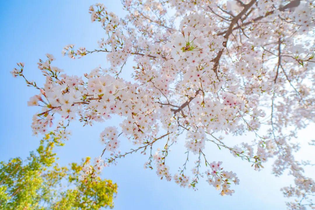 乐享堂丨"镇"在等你,迪士尼小镇春日美景大放送_风好