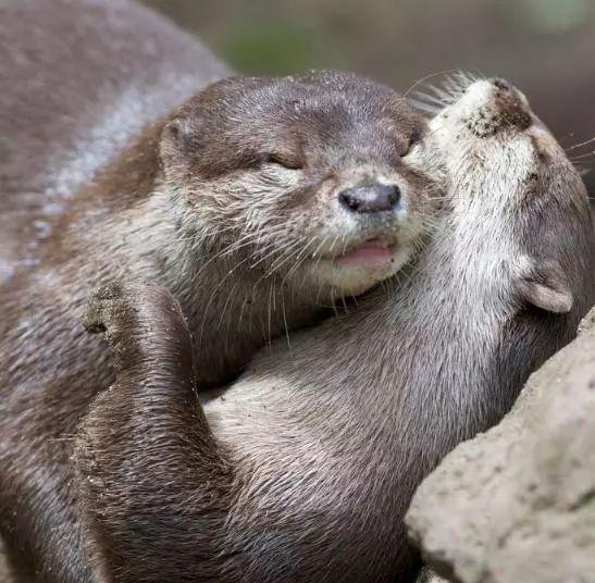 8.水獭的甜言蜜语7.有爱的合照6.一对可爱的夫妇,尾巴很大5.