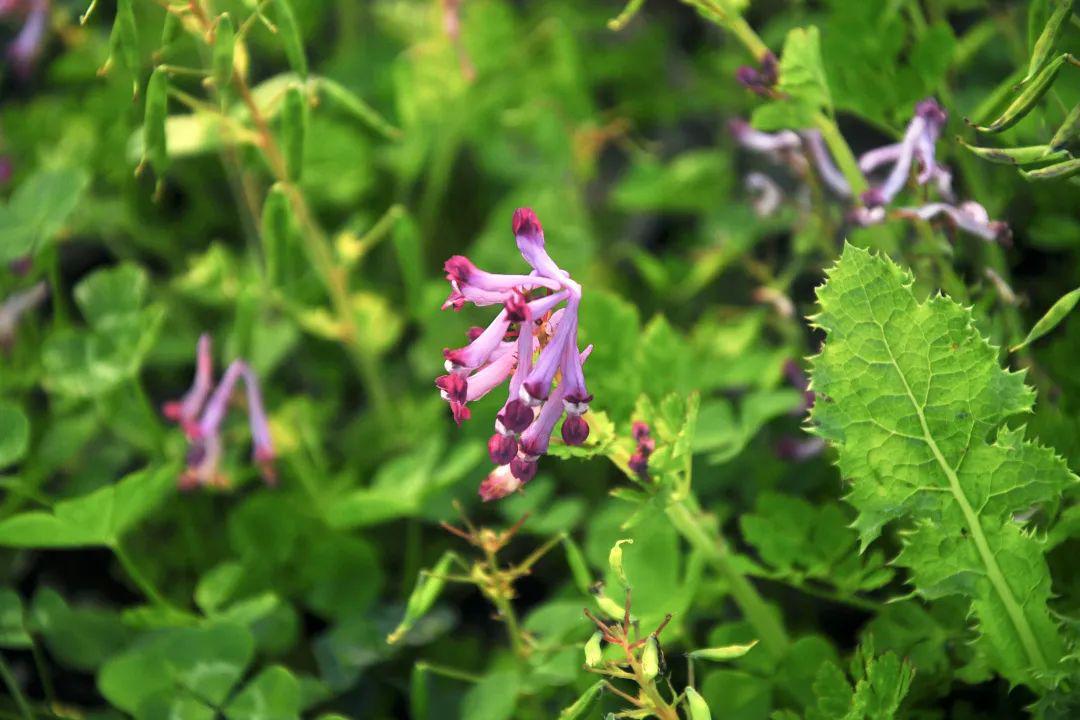 刻叶紫堇在咱们物候记录里也是常客了,但是直到准备这一期素材时才