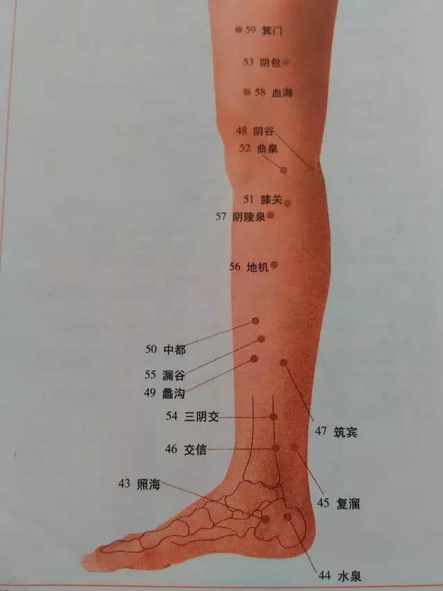 人体腿部经络图下肢图片