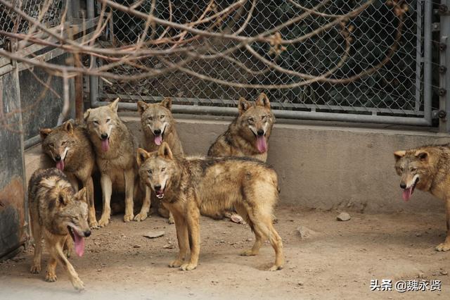 西安80后与狼为伍,18岁开始养狼,天天用肉喂狼成了好朋友