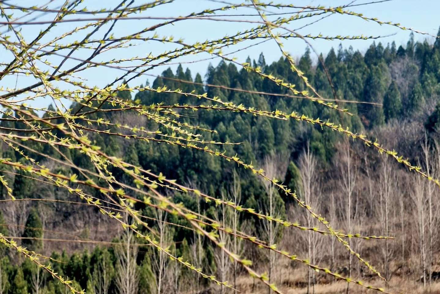 抽枝吐绿枝枝叶叶看那蝶儿为您舞青草生生不息十六个春夏秋冬绿了黄