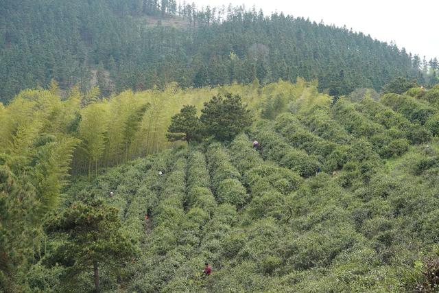 河南商城洪山寨茶厂山野茶 片片留余香