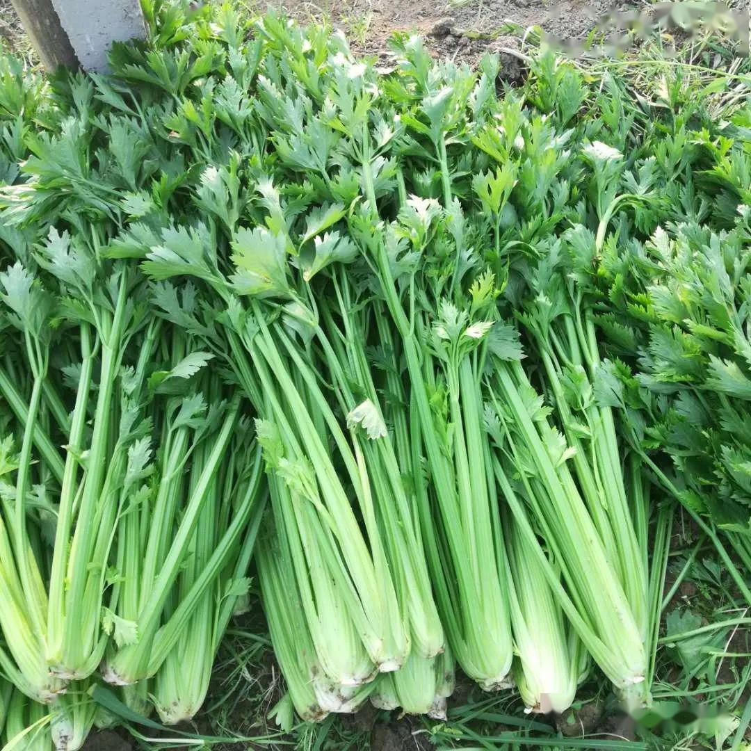 【百汇超市】新到农家自种放心芹菜,绿色天然,放心芹菜!
