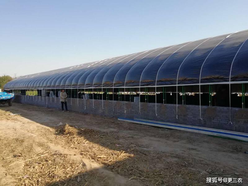 农村兴起"大棚养猪"新模式,有啥可取之处?看完明白了!