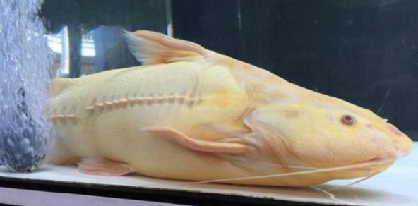 每日一鱼 | 武士鲶:夜行,有挖掘砂石的习性