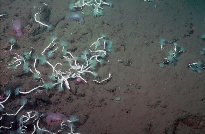 海底管状蠕虫图片