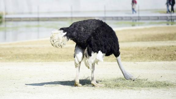 鸵鸟为什么会把头埋进沙子里让人不禁感到疑惑