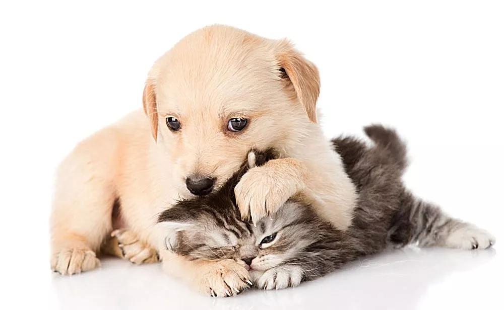 福懋动物医院犬猫绝育前你必须知道的注意事项