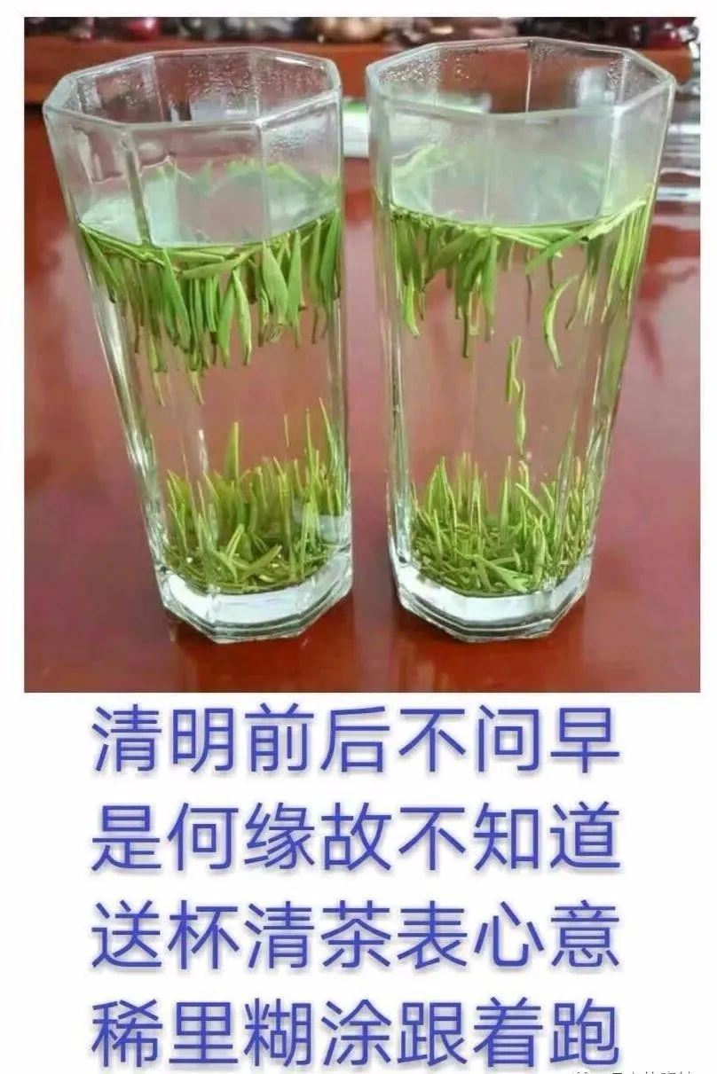 据老人们讲清明前后不问早