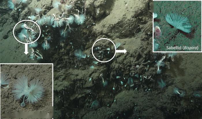 研究发现深海管状蠕虫与食甲烷细菌的共生关系可捕获甲烷