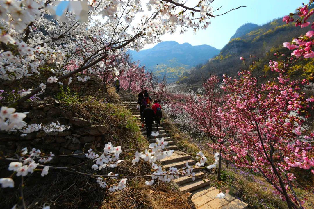 春风十里时樱花漫盛世想与你邂逅在齐山