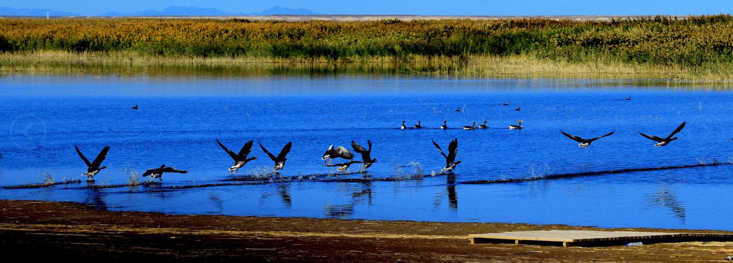 大湖泊,西居延海又称"嘎顺淖尔",意为"苦海",东居延海又称"苏泊淖尔"