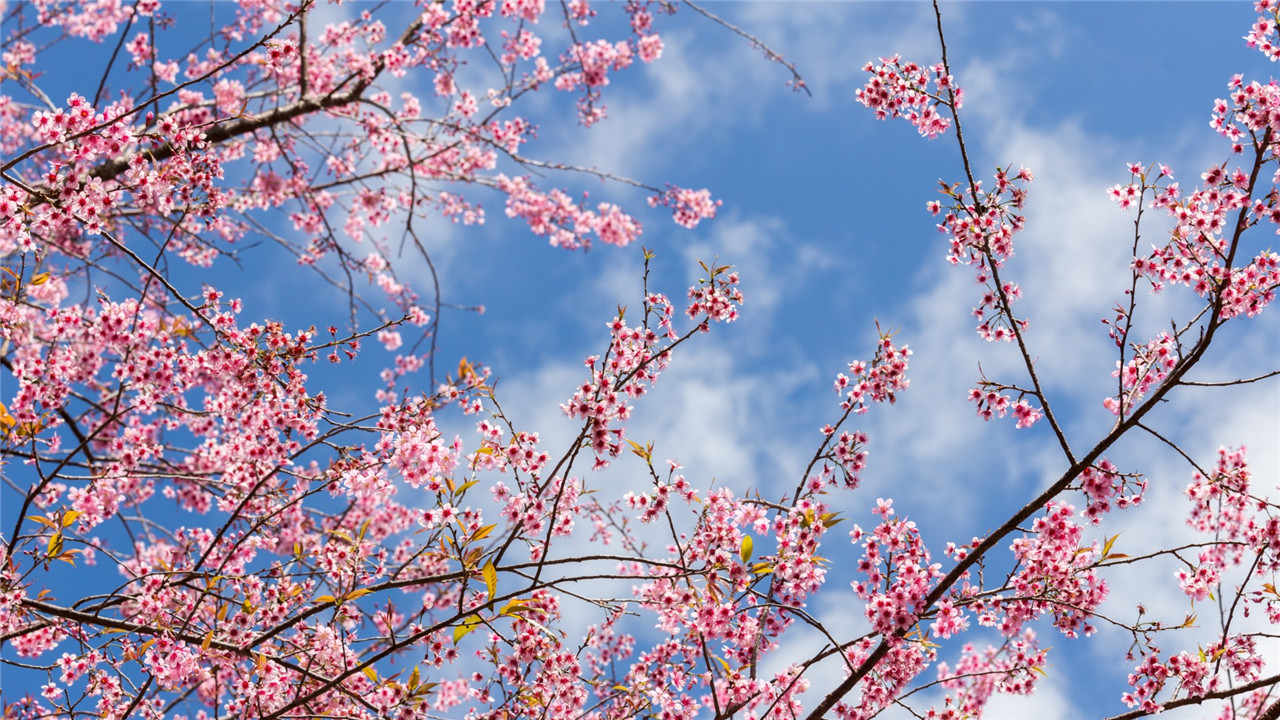 落花流水紅塵處一路相逢離散間