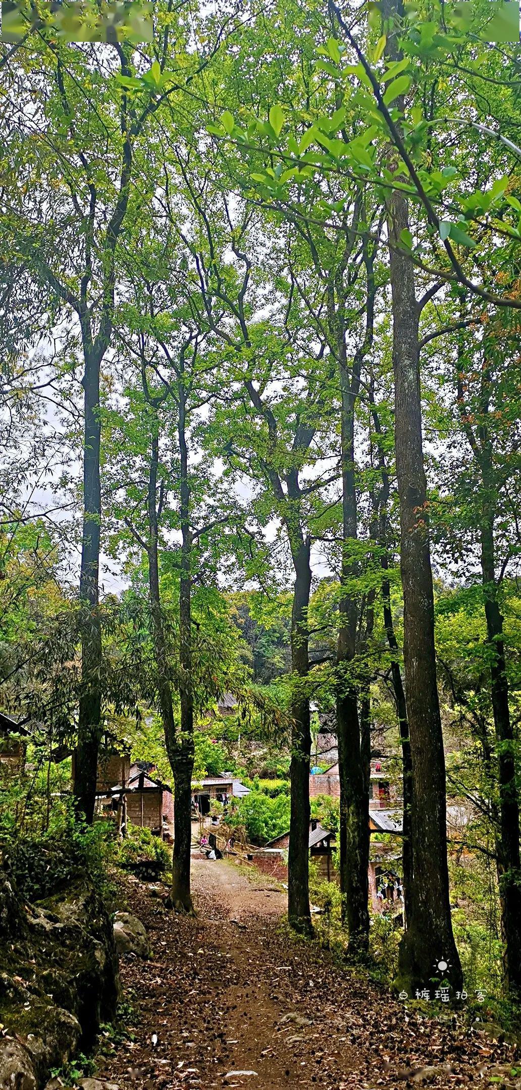 寨神树下的故事