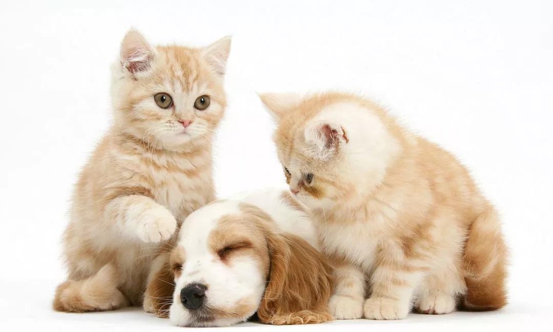 福懋动物医院犬猫绝育前你必须知道的注意事项