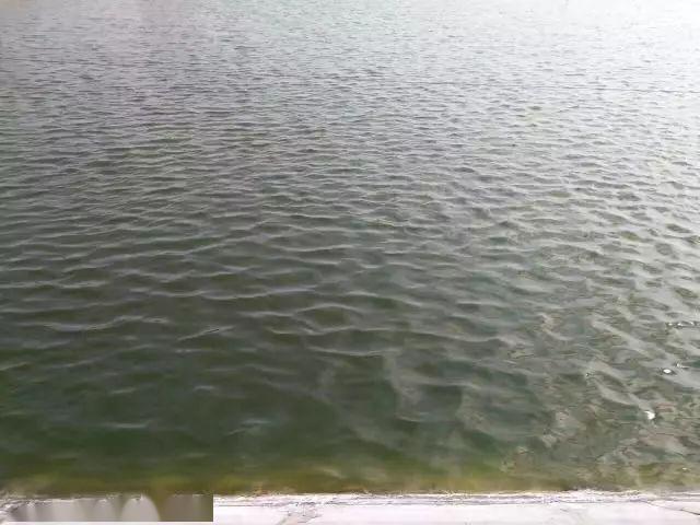 池塘培藻,培硅藻还是小球藻?根据养殖品种和环境选择!