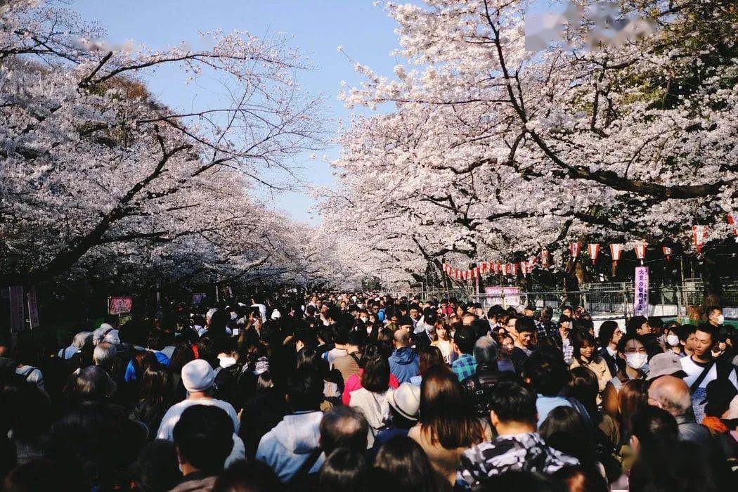 赏樱日本人很爱樱花,经由今天的中国到达朝鲜半岛和日本列岛的野生