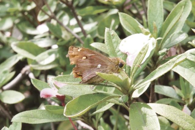 首次现身苏州苏州园区外国语学校高三学生刘子扬发现无趾弄蝶
