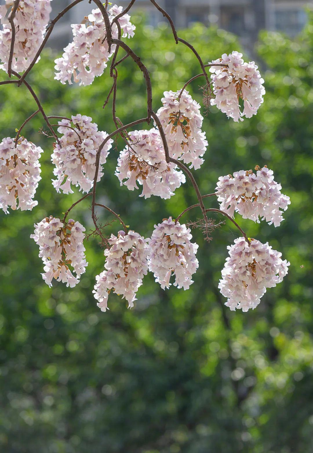 春来,桐花开香满怀,愿在这一季春光里,携一份婉约,书一剪明媚,挽一抹