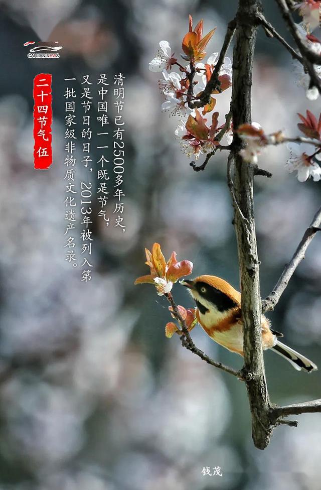 今日清明一候桐始华二候田鼠化为鹌三候虹始见