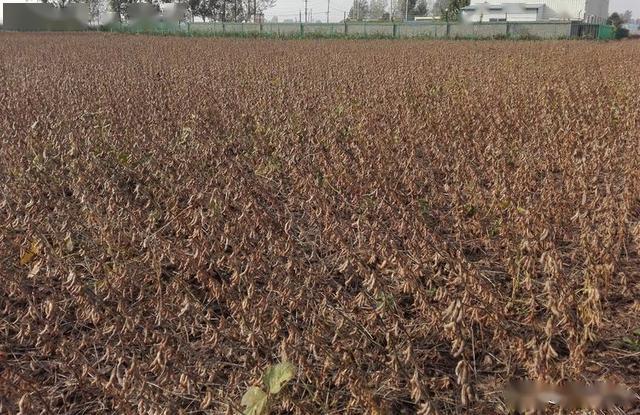 中黄301超高产大豆品种,最高亩产334公斤,全国许多地方都能种
