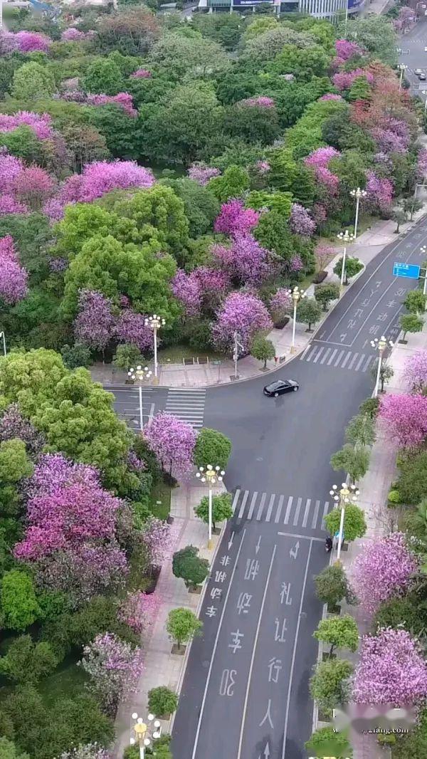速看航拍大片紫荆花强势刷屏柳州醉美春色都藏在这里