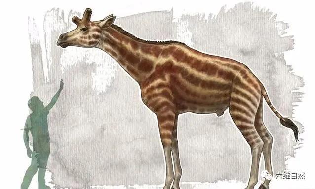 原创土生土长古长颈鹿似霍加狓身高让人失望麒麟兽来源山西兽