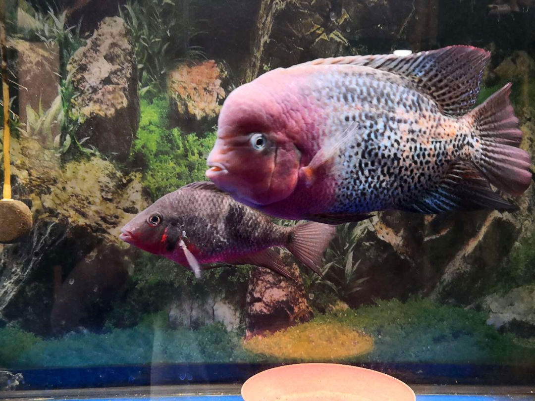 紫红火口鱼和罗汉杂交图片