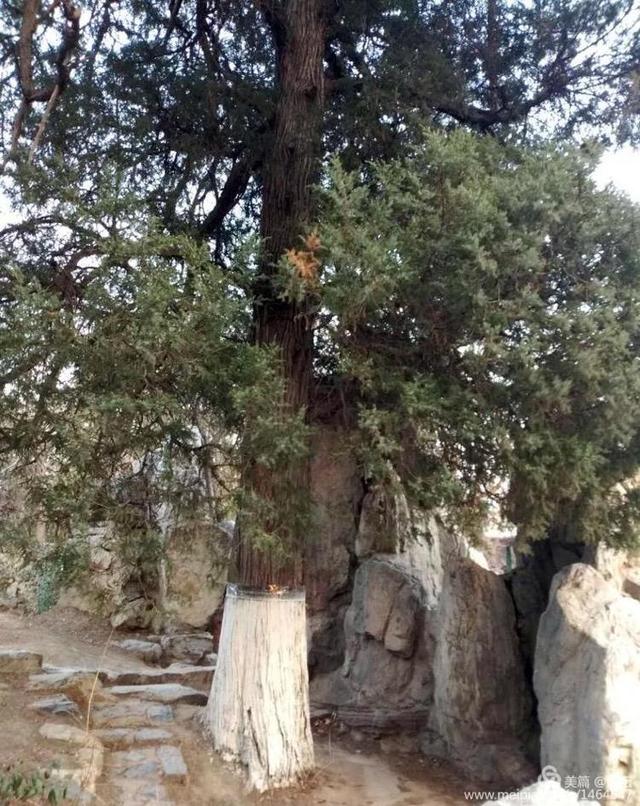 除去檜柏,白皮松,雪松,油松的古樹也有一定的數量.