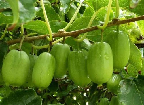 阳台也能种果树,1种果树养2棵,一棵能结好多果,味道比蜂蜜甜