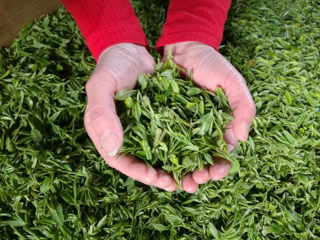 河南商城洪山寨茶厂山野茶 片片留余香