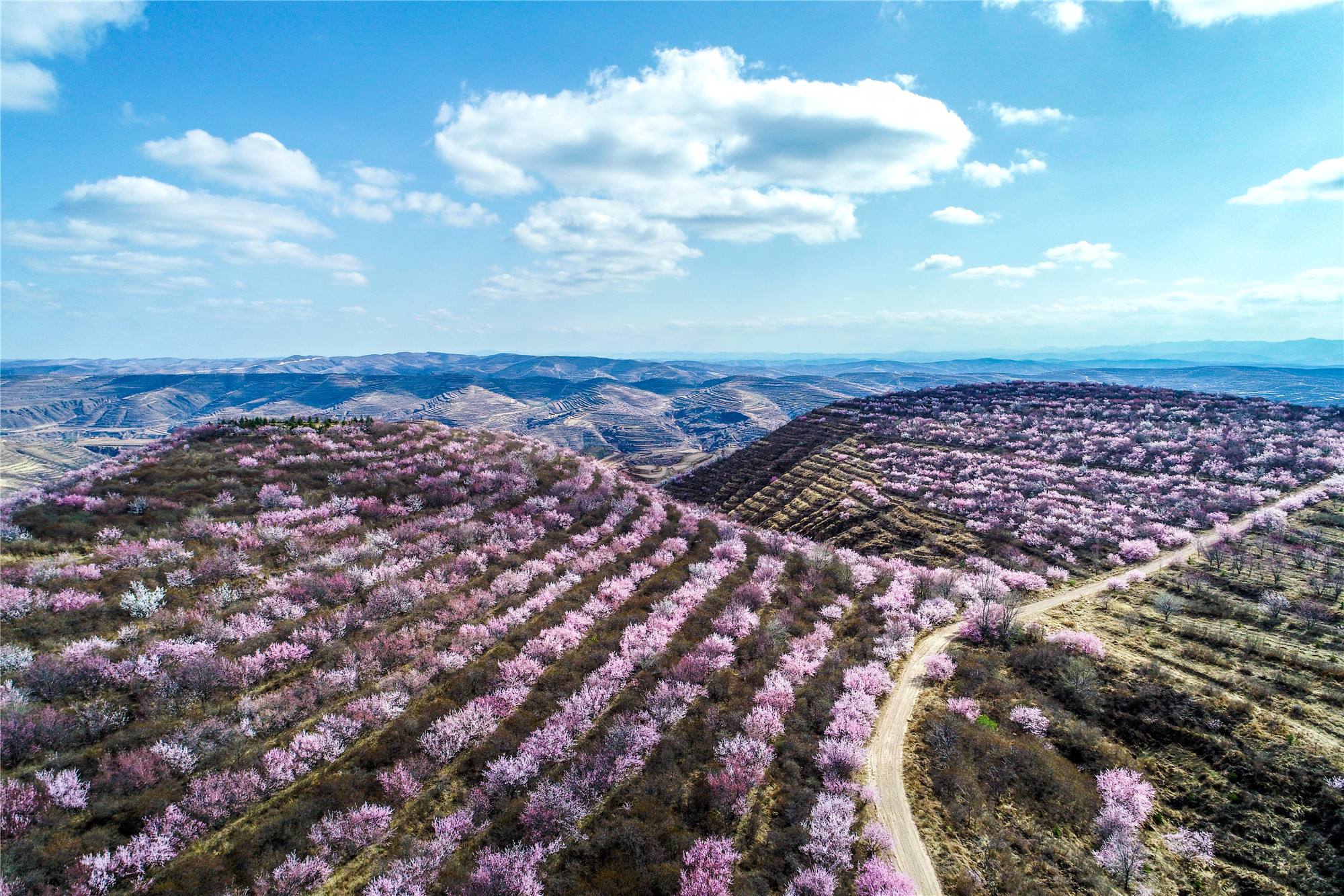 原创彭阳首创网络山花节线上直播线下迎客