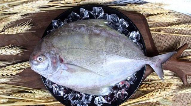 不过灰鲳鱼是这几种鲳鱼中最便宜的,因为这种鲳鱼的肉质不如银鲳鱼和