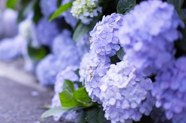 别再来日本看樱花了,日本紫阳花,与樱花相比毫不逊色!