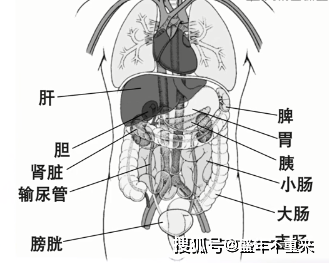 的区域内有很多脏器,比如说有胃,大肠,小肠,直肠,肝,胆,胰,脾,肾脏