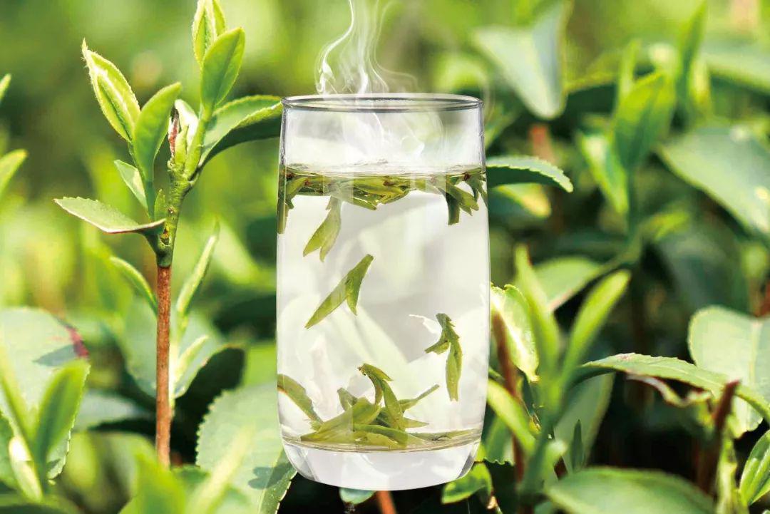 2020春茶上新四月赴一场春天的约定