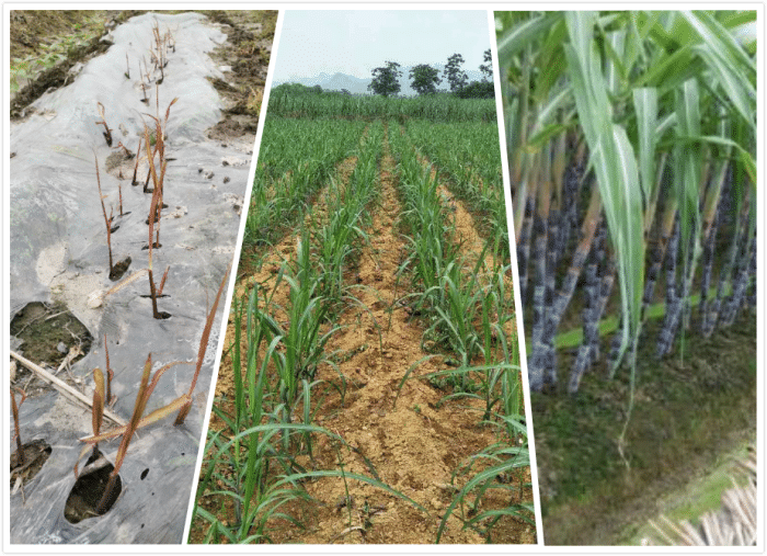 甘蔗种植全过程图片