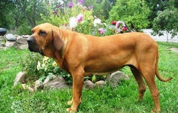 巴西獒犬虽外观丑陋却是暴力美学之王