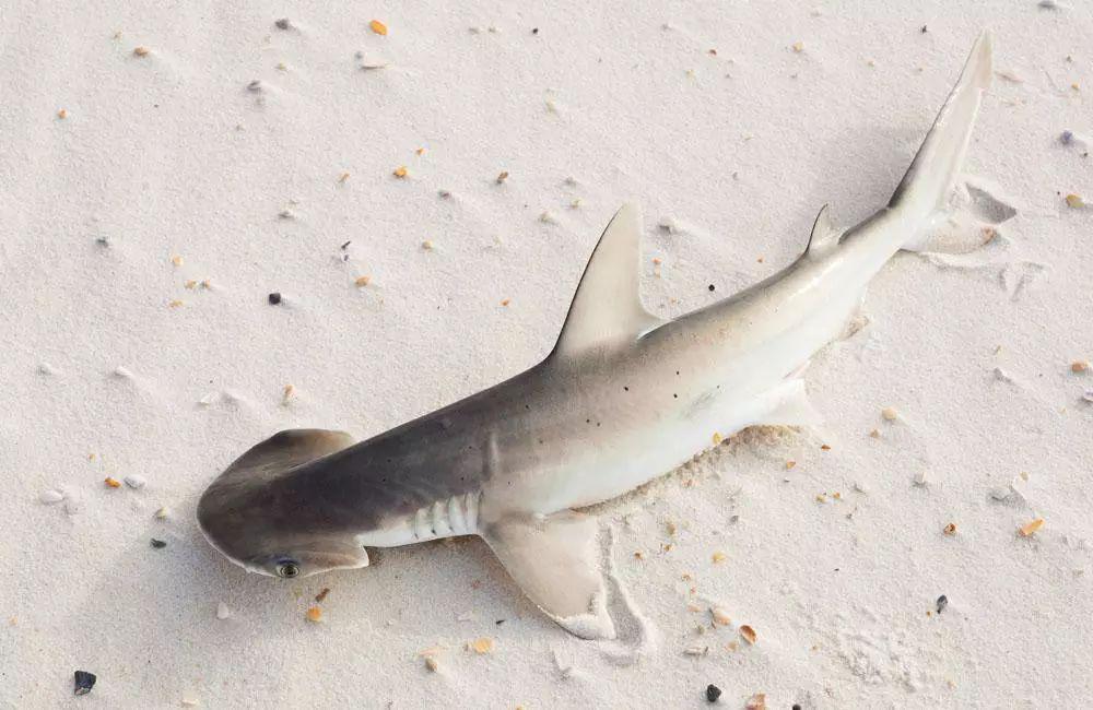 最好认的鲨鱼但还是傻傻分不清楚