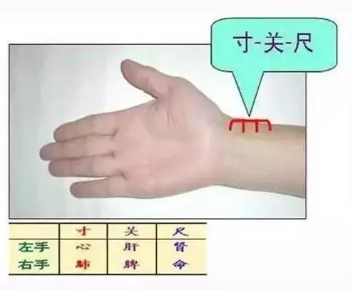 脉诊基础，简简单单让你学会号脉！-搜狐大视野-搜狐新闻