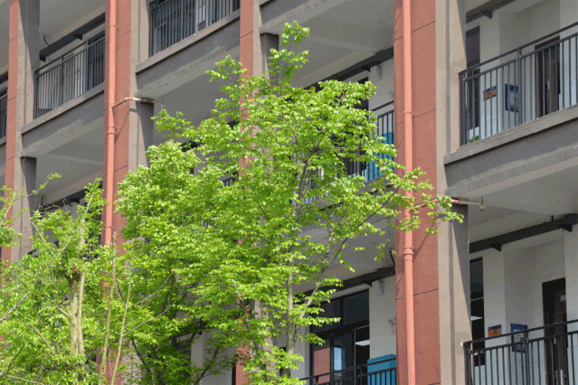 宁乡校园里的花都开好了还是和你记忆中的一样美