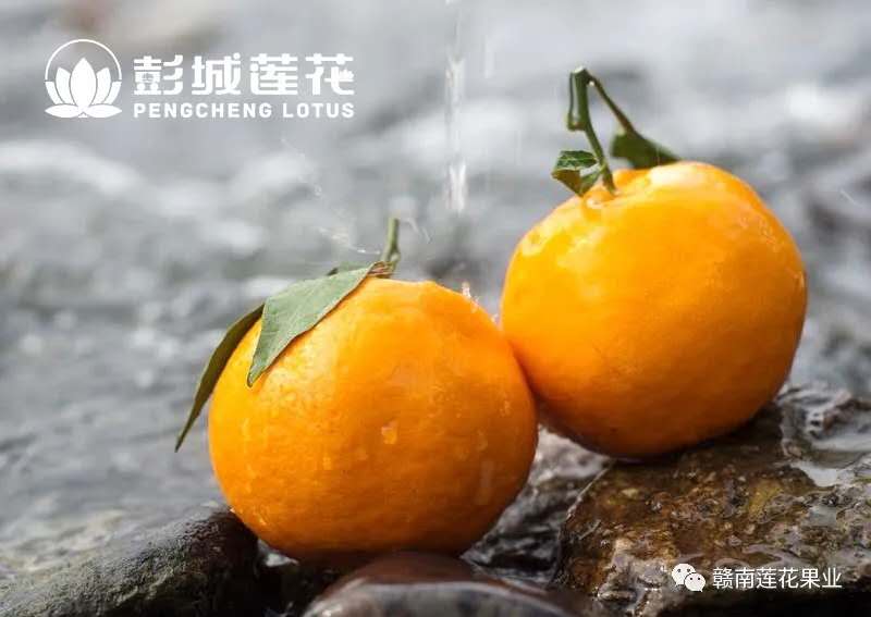 春季水果c位彭城莲花春见耙耙柑