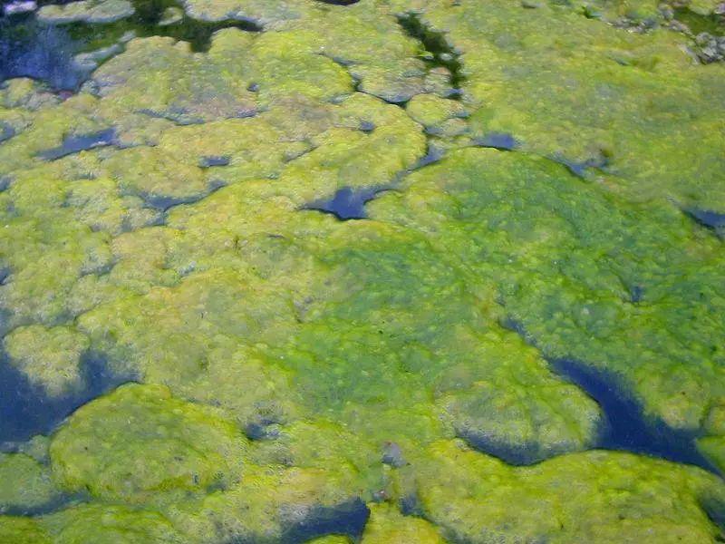 常见的青苔种类及处理方案!养殖户一用一个准!_池塘