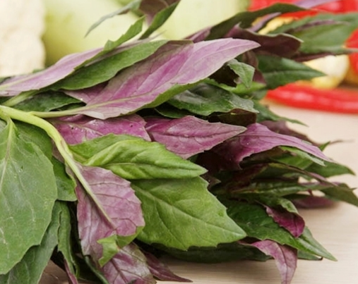 原创农村生长的血皮菜止血降压的宝贝但专家建议不要多吃