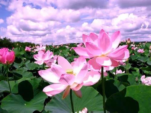 睡蓮賈鵬芳;石川智;友納真緒;天野清繼 - 2018揚州的夏日新樂府國風