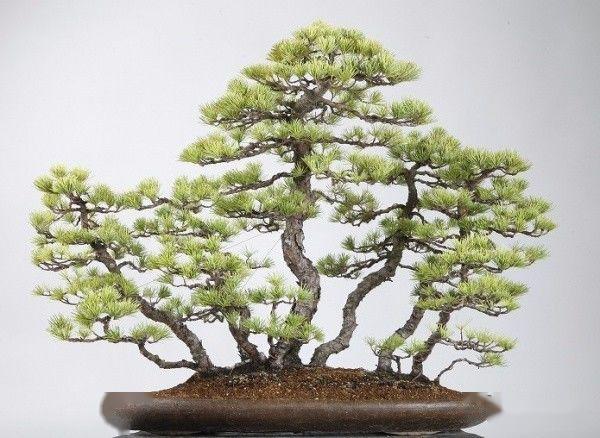 丛林式盆景造型