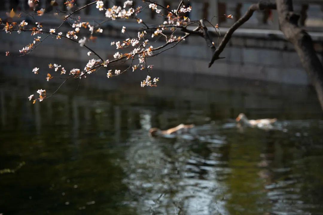 鴛鴦湖畔海棠生