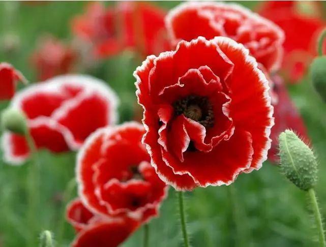 禁种铲毒珍爱生命远离毒品