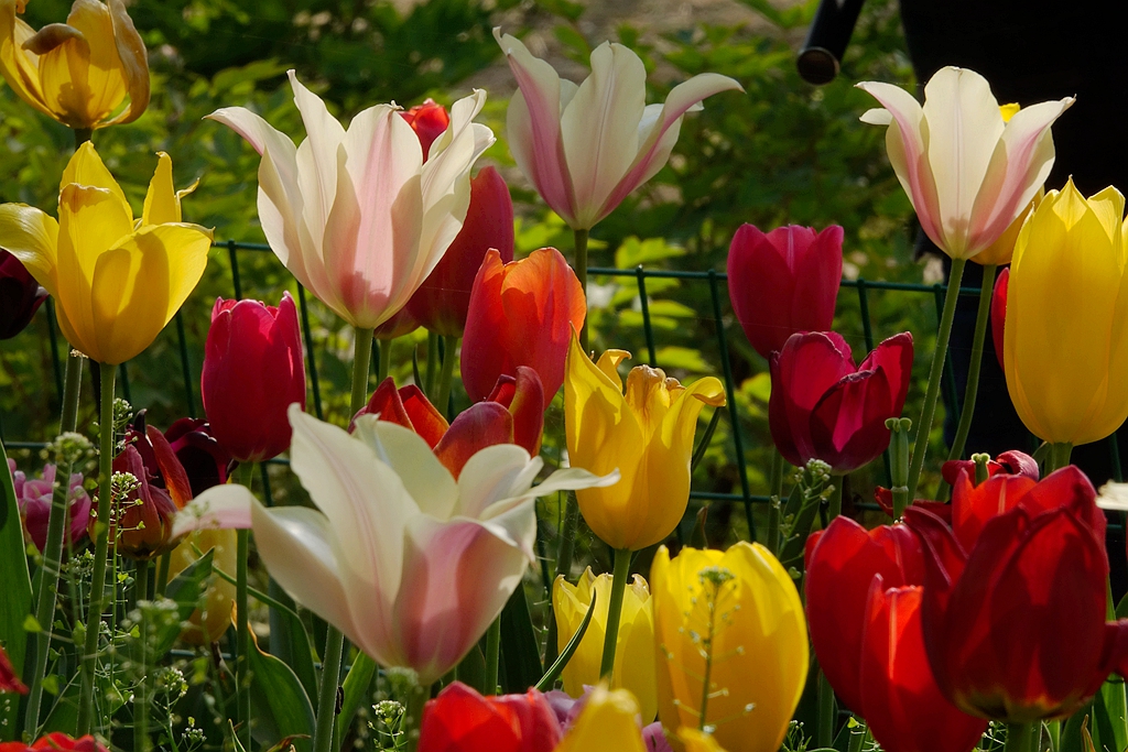 洛阳郁金香花园花期图片